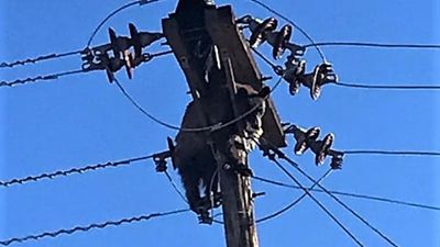 Urso surpreende ao ficar preso em cima de poste de eletricidade - TVI