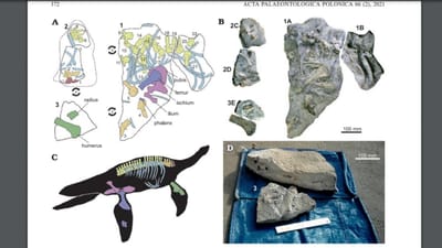 Plesiossauro mais antigo da Península Ibérica descoberto em São Pedro de Moel - TVI