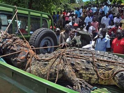 Crocodilo chamado Bin Laden exterminou sozinho um décimo da população de uma vila - TVI