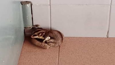 Vila Real: GNR resgata animal exótico "debilitado" numa via pública - TVI
