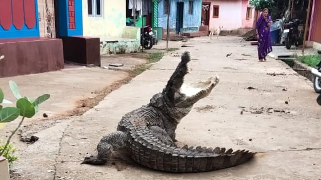 Crocodilo passeia calmamente numa aldeia na índia