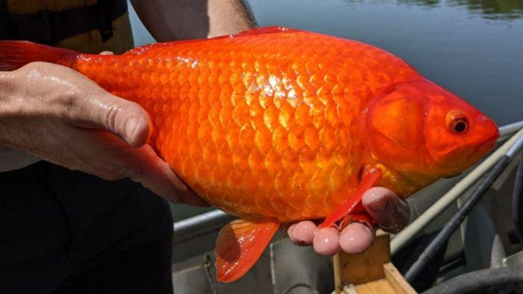 Goldfish gigante