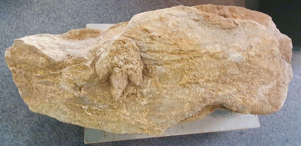 Fóssil de pegada de dinossauro