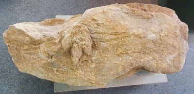 Descoberto fóssil de pegada de dinossauro com 154 milhões de anos na Figueira da Foz - TVI