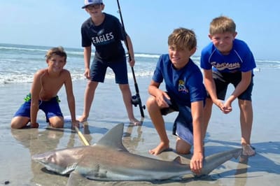 Menino de 12 anos apanha tubarão raramente visto perto da superfície do oceano - TVI