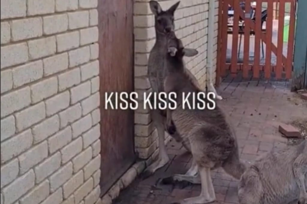Austrália: cangurus beijam-se atrás de um bar