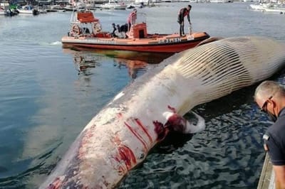 FOTOS: baleia gigante deu à costa na praia de Salir do Porto - TVI