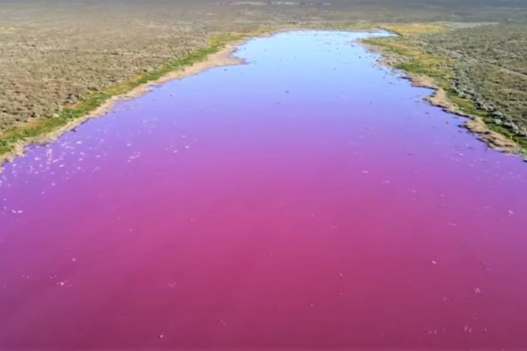 Lagoa na Patagónia fica cor-de-rosa devido à poluição