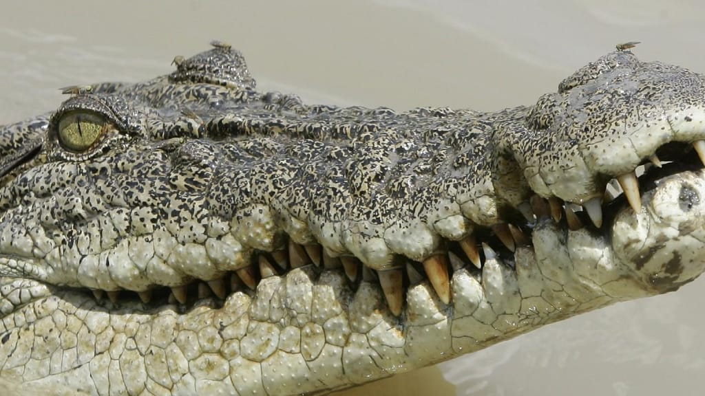 Ataque crocodilo