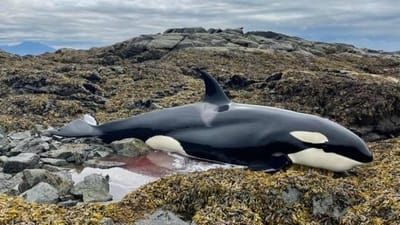 Orca “presa” salva por grupo de pessoas que a avistou de um barco - TVI
