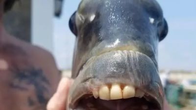 Peixe com dentes humanos choca a internet - TVI