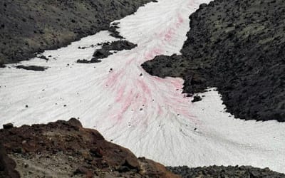 Alterações climáticas estão a provocar "neve de sangue" nos Alpes franceses - TVI