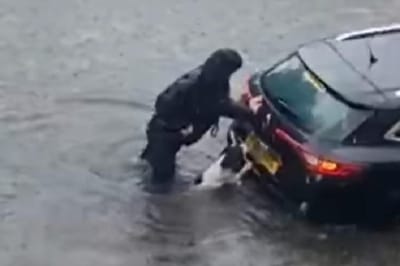 Cão "super-herói" ajuda a empurrar carro preso nas cheias - TVI