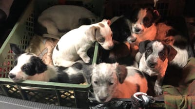 GNR resgata ninhada de oito cães abandonados num caixote em Ponte de Lima - TVI