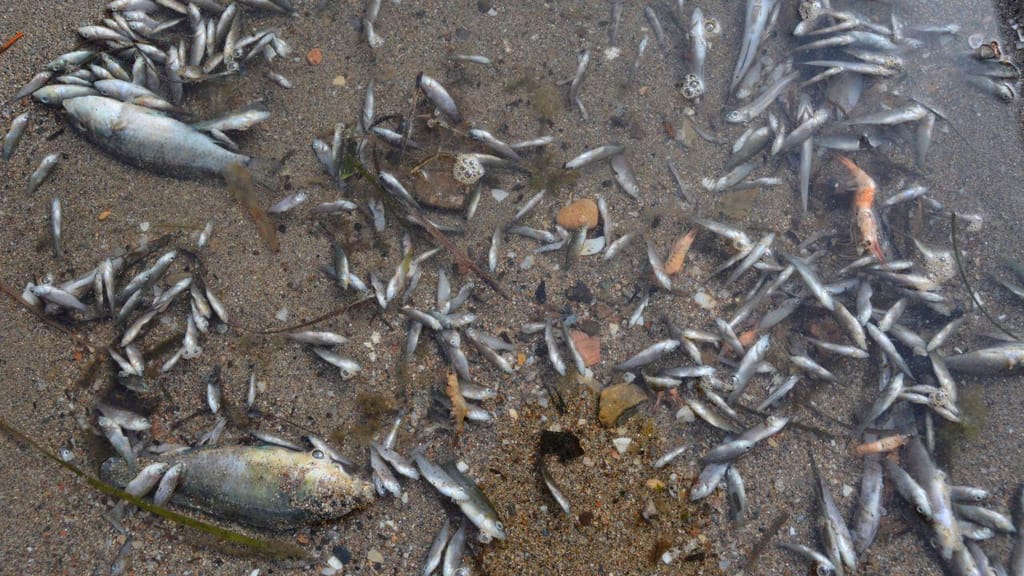 Peixes mortos no Mar Menor, Espanha