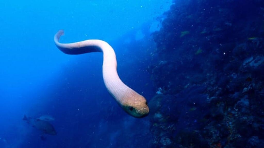 Cobras marinhas atacam mergulhadores 