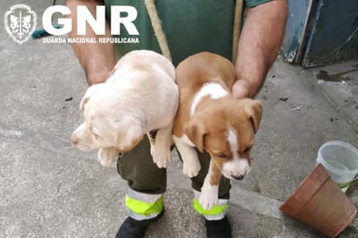 GNR de Braga resgatou cinco cães amarrados e abandonados numa casa - TVI