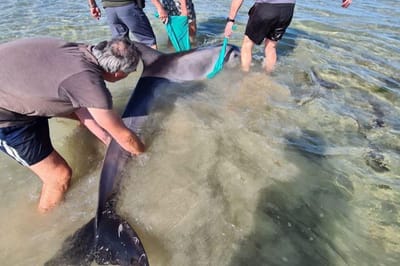 Voluntários salvam golfinho encalhado na praia "em péssimas condições" - TVI