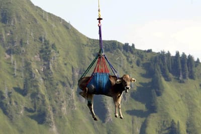 Vacas feridas têm direito a viagem de helicóptero nos Alpes suíços - TVI