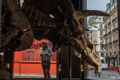 Quem quer comprar um triceratops? Esqueleto de dinossauro com 66 milhões de anos vai a leilão - TVI