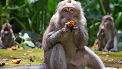 Sem comida dos turistas, macacos invadem casas à procura de alimentos em Bali - TVI