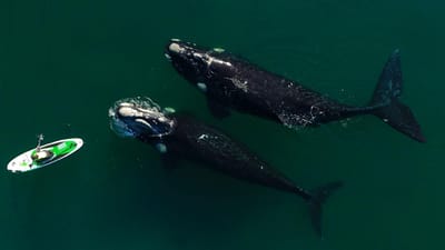 "Foi um momento mágico e um privilégio": baleias surpreendem praticante de paddle  - TVI