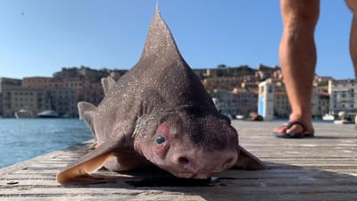 Peixe com corpo de tubarão e cara de porco surpreende grupo de marinheiros - TVI
