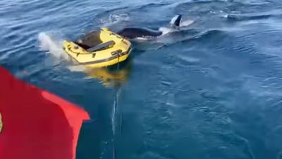 "Comportamento preocupante”: imagens mostram orcas junto ao Porto de Sines - TVI