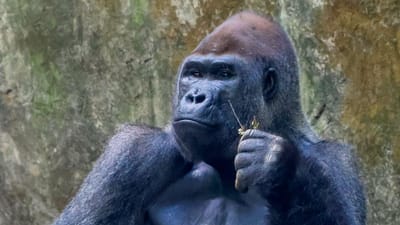 Pelo menos 13 gorilas testaram positivo para covid-19 num zoo de Atlanta - TVI