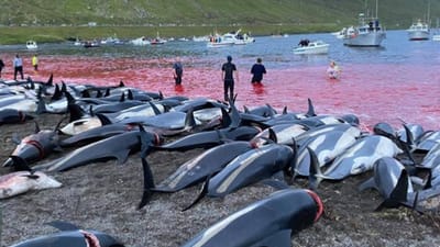 Tradição nas Ilhas Faroé mata mais de 1.400 golfinhos num só dia - TVI