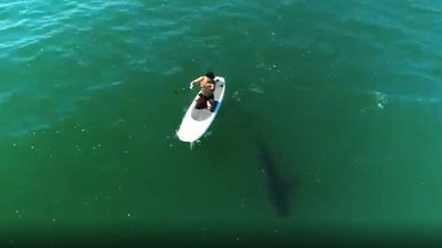 Orlando Bloom impressiona seguidores com vídeo no mar cercado de tubarões brancos - TVI