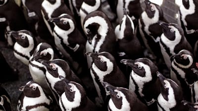Pinguins em risco de extinção dizimados por enxame de abelhas - TVI