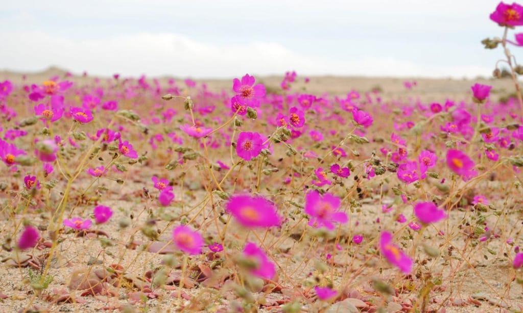 Deserto de Atacama, Chile