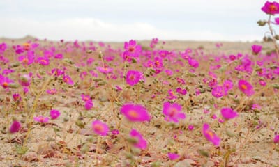 O deserto mais seco do mundo acordou revestido com manto de flores lilás - TVI