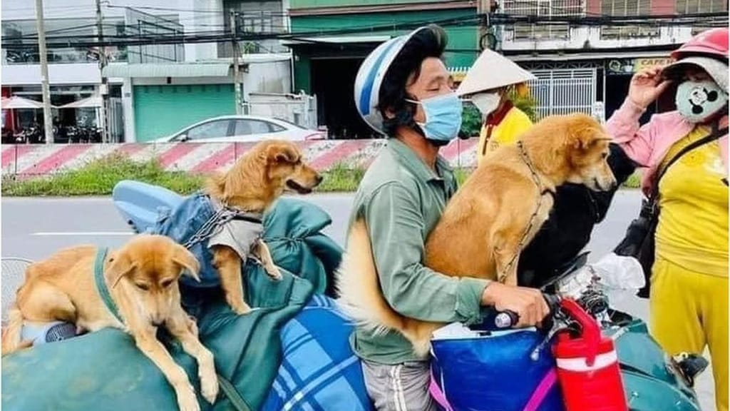 12 cães abatidos no Vietname (Phan Minh Hung)