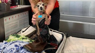 Casal descobre cadela escondida na bagagem após ser alertado para excesso de peso na mala - TVI