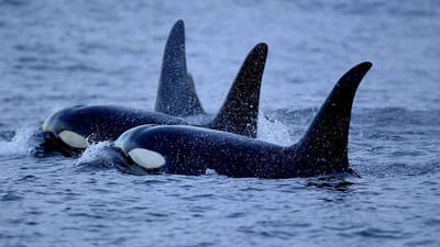 Espanha vai estudar o comportamento agressivo das orcas contra embarcações - TVI