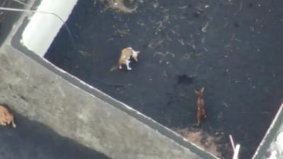 Cães cercados por lava em La Palma vão ser resgatados através de um drone - TVI