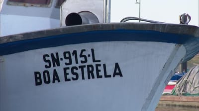 Ataque de orcas provocou danos em embarcação de pesca em Setúbal - TVI