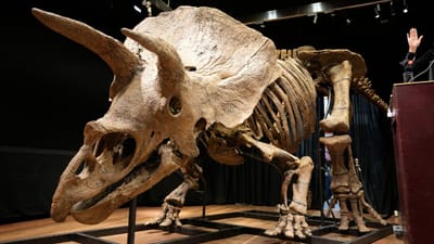 Esqueleto de dinossauro "Big John" leiloado por 6,6 milhões de euros, um recorde europeu - TVI