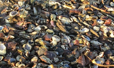 Milhares de caranguejos e lagostas aparecem mortos nas praias de Inglaterra - TVI