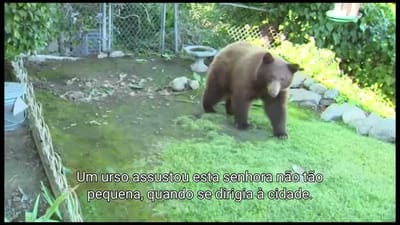 Urso à solta em bairro da Califórnia surpreende moradores - TVI