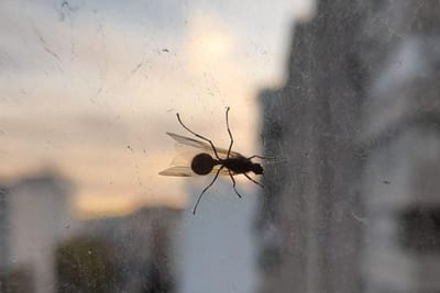 Formigas com asas: que espécie é esta e porque é que estão a aparecer tantas - TVI