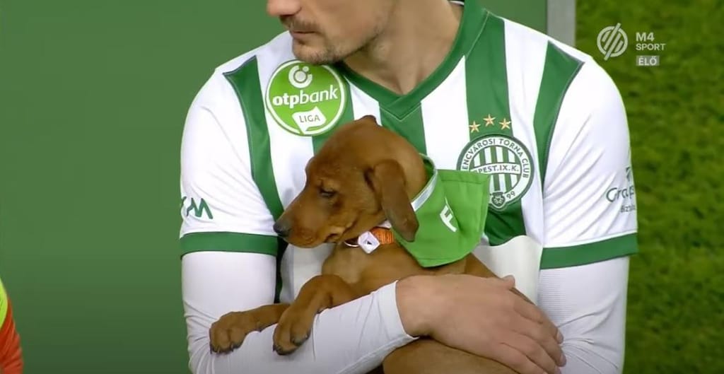 Do canil para os relvados: Futebolistas promovem adoção animal