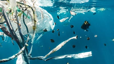 Reciclagem não é a solução para reduzir a poluição por plástico. Estudo aponta outra via - TVI