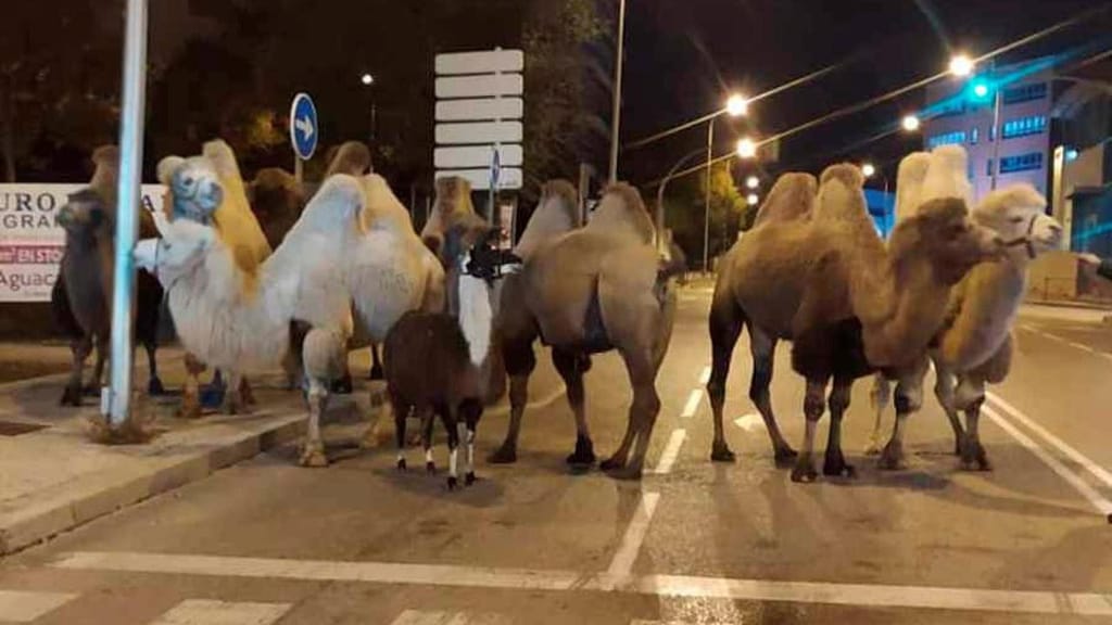 Camelos e lama na via pública em Madrid