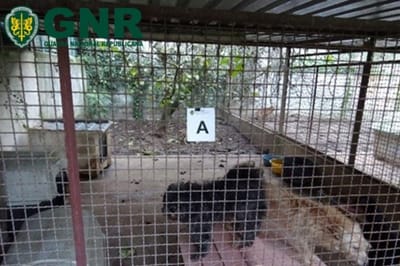 GNR resgata 27 animais de companhia de alojamento ilegal em Vila Nova de Gaia - TVI