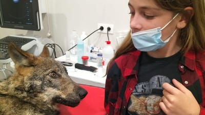 Ajuda cão atropelado que afinal era um lobo-ibérico - TVI