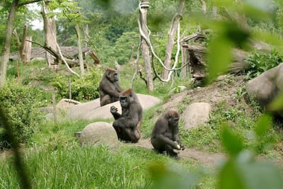 Gorilas e leões infetados e com sintomas de covid-19 em jardim zoológico nos Países Baixos - TVI