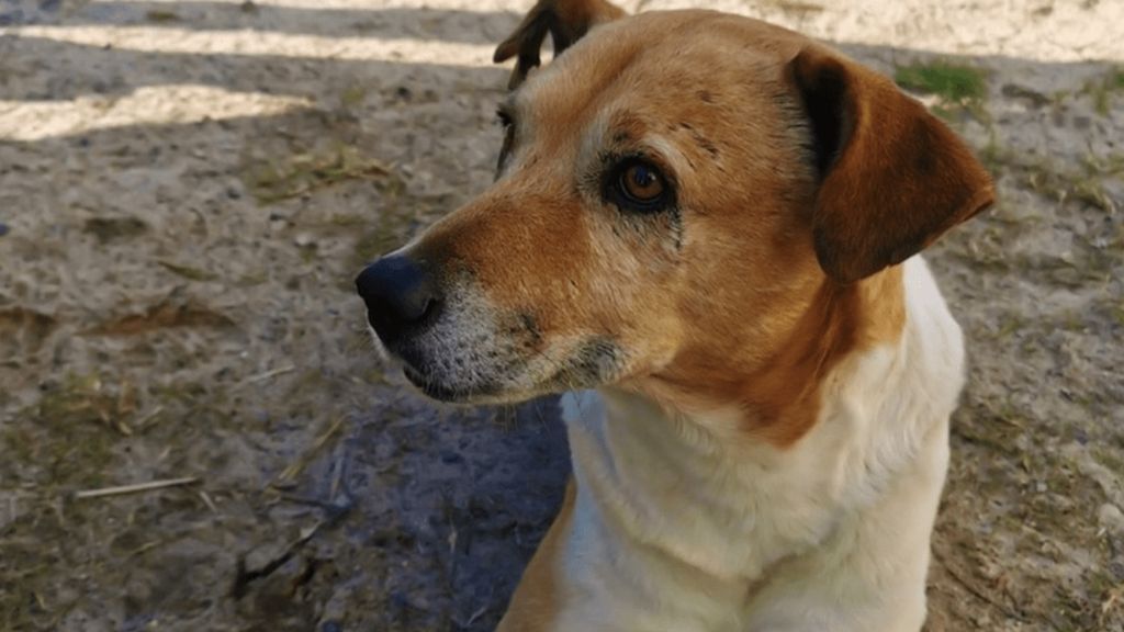 Kiko, o cão que estava desaparecido desde 2015